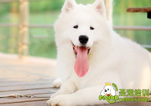 薩摩耶犬