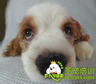 什么時候要帶狗狗去動物醫(yī)院和預(yù)約醫(yī)師