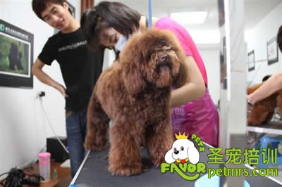 圣寵李博昭老師現(xiàn)場指導(dǎo)學(xué)員修剪