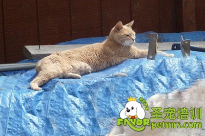 貓市長(zhǎng)