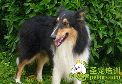 可愛狗狗