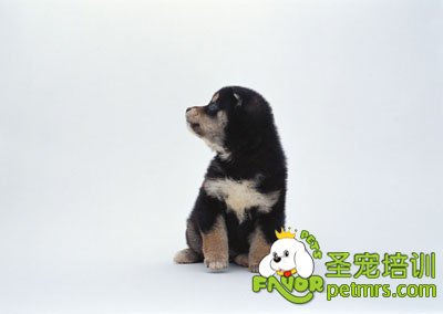狗狗