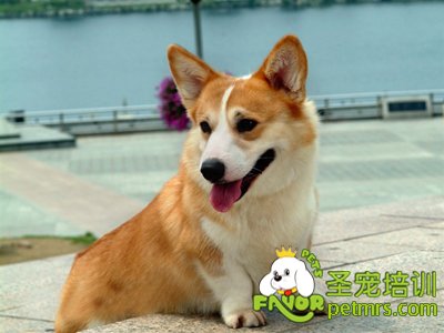 可愛狗狗