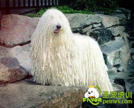 母犬對營養(yǎng)的需求