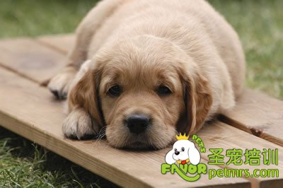 犬的消化