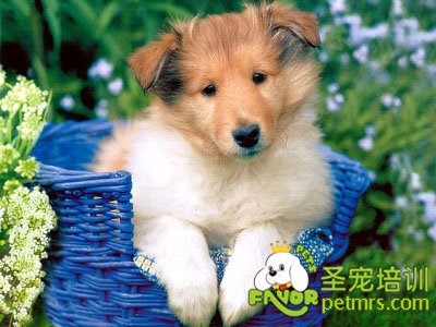 蘇格蘭牧羊犬