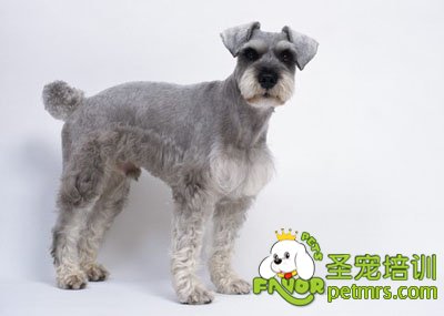 雪納瑞犬