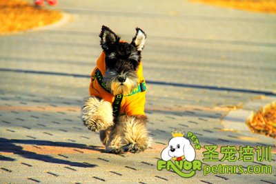 可愛(ài)狗狗