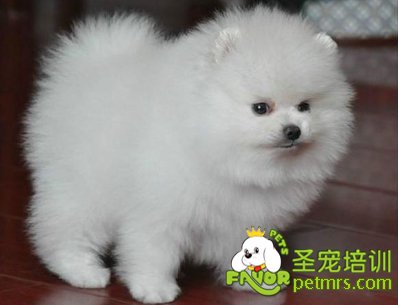 博美犬