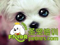 狗狗眼睛的護理