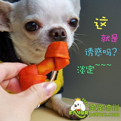正確喂狗狗的方法