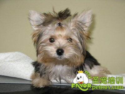幼犬的飼養(yǎng)