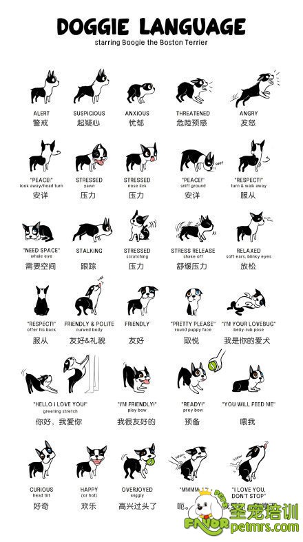 狗狗肢體語(yǔ)言