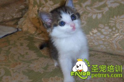 貓咪被燒死 主人險(xiǎn)些崩潰