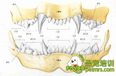 狗狗牙齒護(hù)理