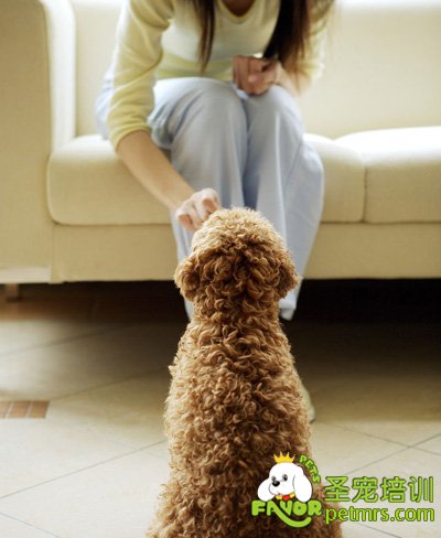 狗狗喂養(yǎng)經(jīng)驗