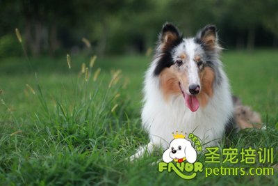 蘇格蘭牧羊犬