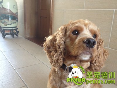 可愛(ài)狗狗
