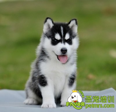 阿拉斯加雪橇犬