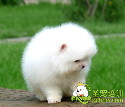 幼犬飼養(yǎng)手冊(cè)，新手必看