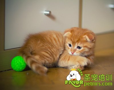貓咪的正確飼養(yǎng)方法