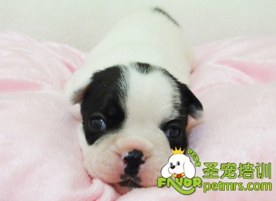 幼犬如何飼養(yǎng)
