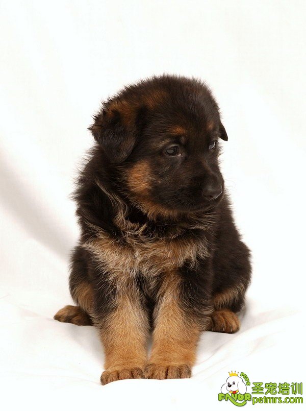 幼犬