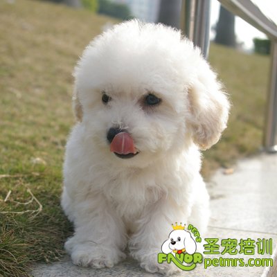 健康狗狗是養(yǎng)出來(lái)的