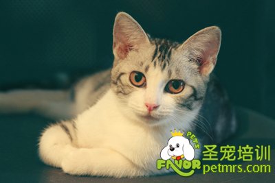 可愛(ài)的貓咪