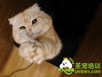 可愛(ài)的貓咪
