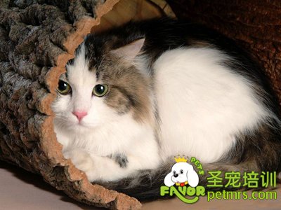 貓咪
