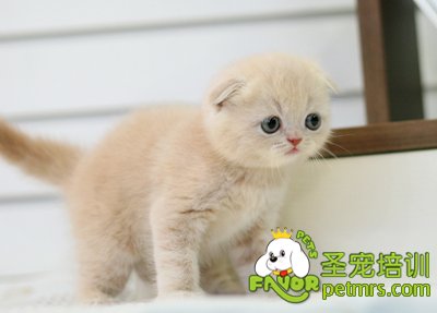 貓咪