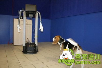 狗狗會(huì)對(duì)其喂食的人表示忠誠
