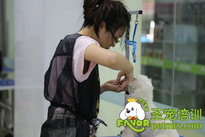 圣寵B級(jí)學(xué)員耿逸聰貴賓犬實(shí)犬操作