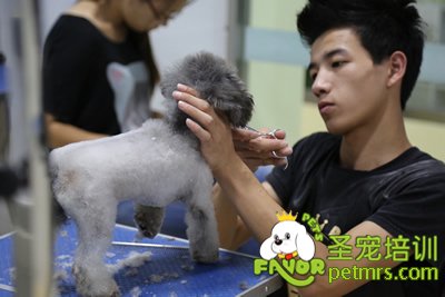 圣寵A學(xué)員程威威貴賓犬實犬操作