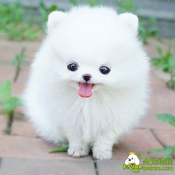 家庭養(yǎng)犬都需要注意什么