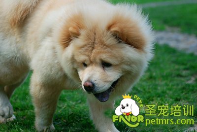 可愛狗狗