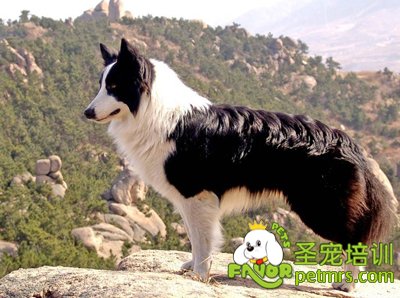狗狗調(diào)教