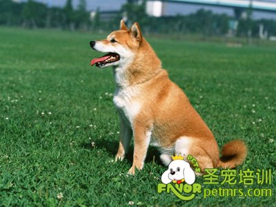 狗狗的訓練