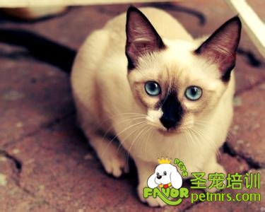 暹羅貓