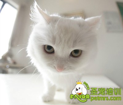 貓咪