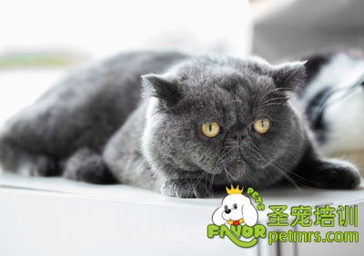 英國短毛貓