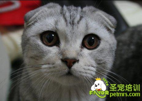 折耳貓
