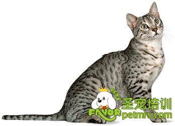 埃及貓