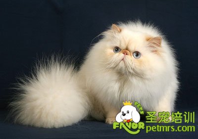喜馬拉雅貓