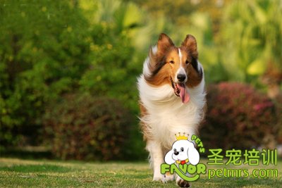 可愛狗狗