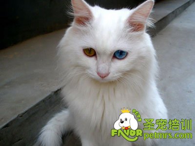 山東獅子貓