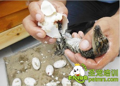 袖珍鱷魚，新型寵物誕生了