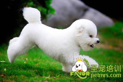 狗狗習(xí)性