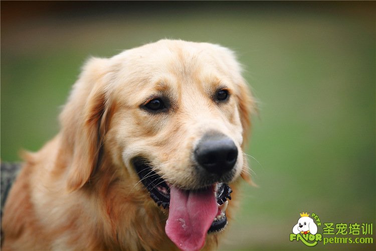 金毛犬